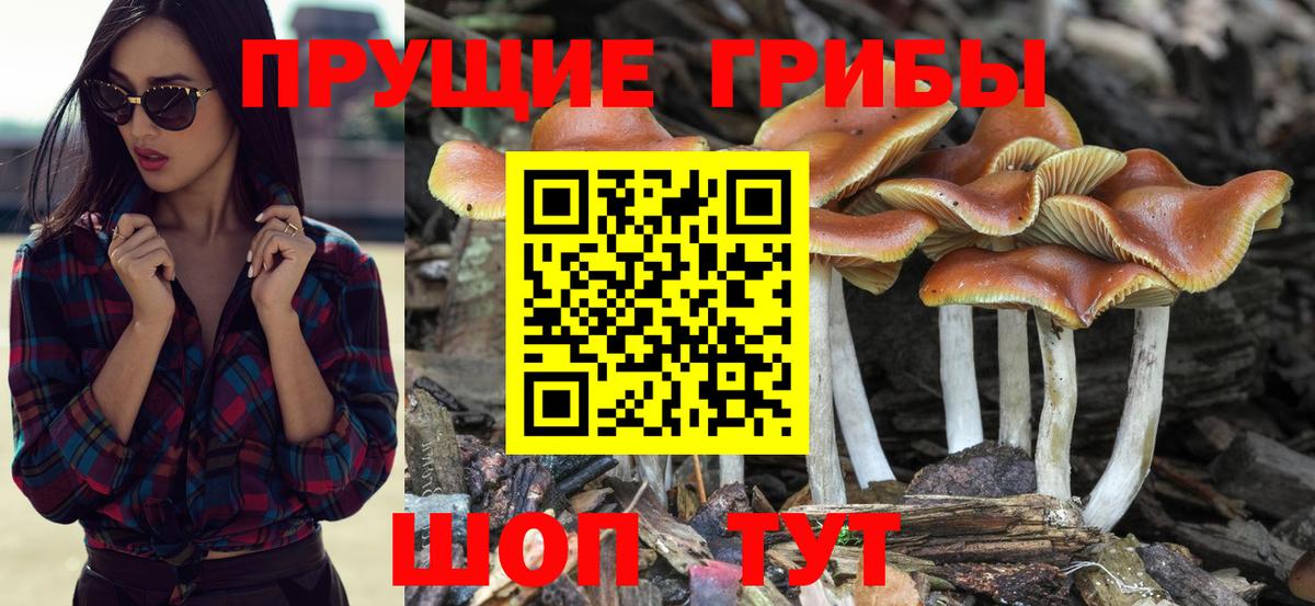 Псилоцибиновые грибы MAGIC MUSHROOMS  Вход с VPN  Свободный 